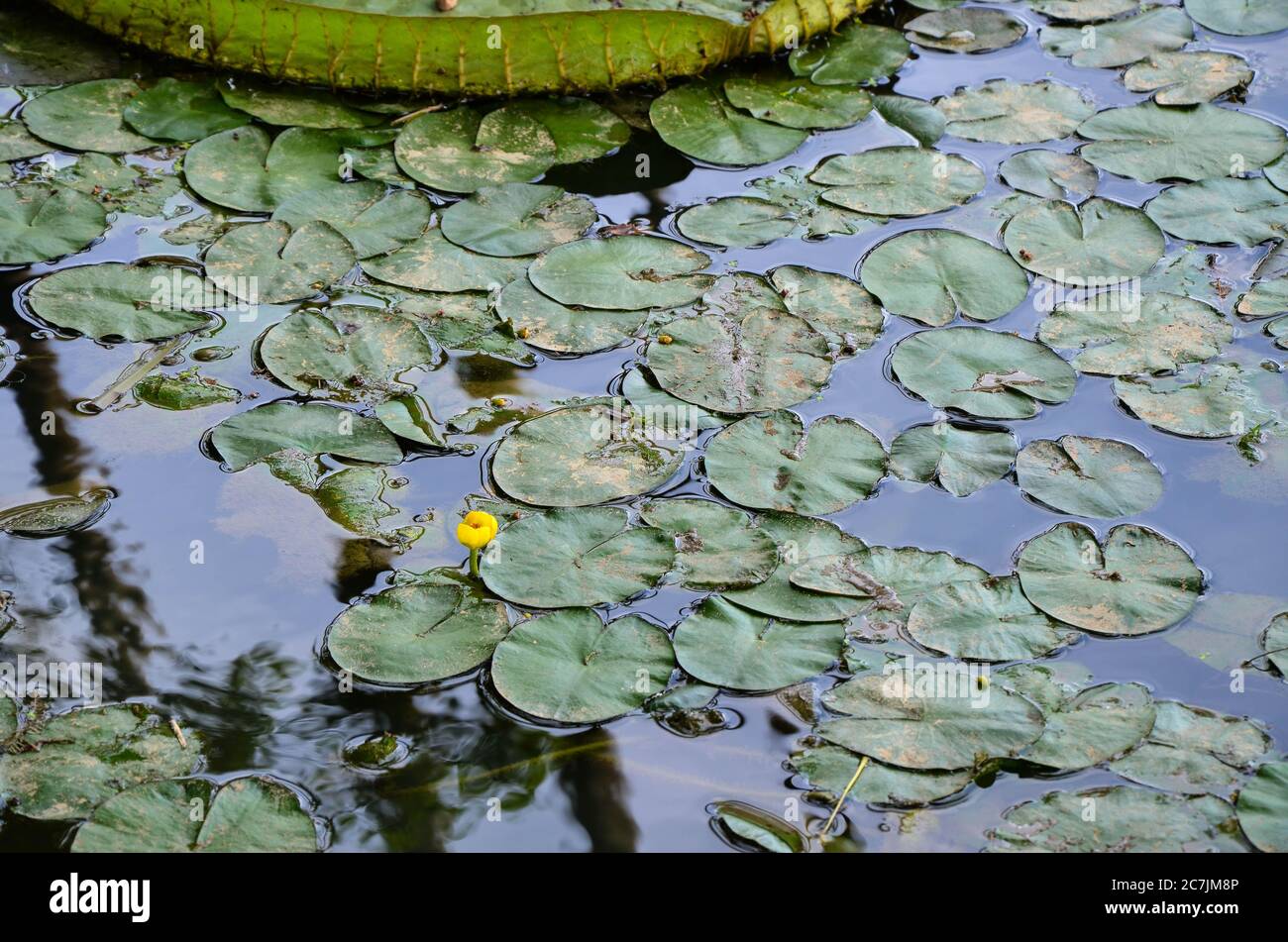 Nuphar pumila in the pond. Stock Photo