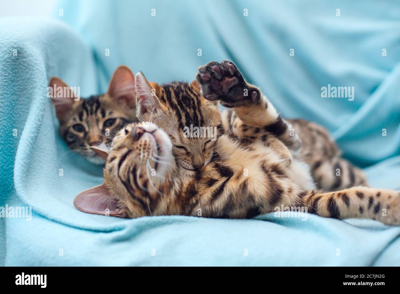 Three bengal cats laying on the blue background Stock Photo - Alamy