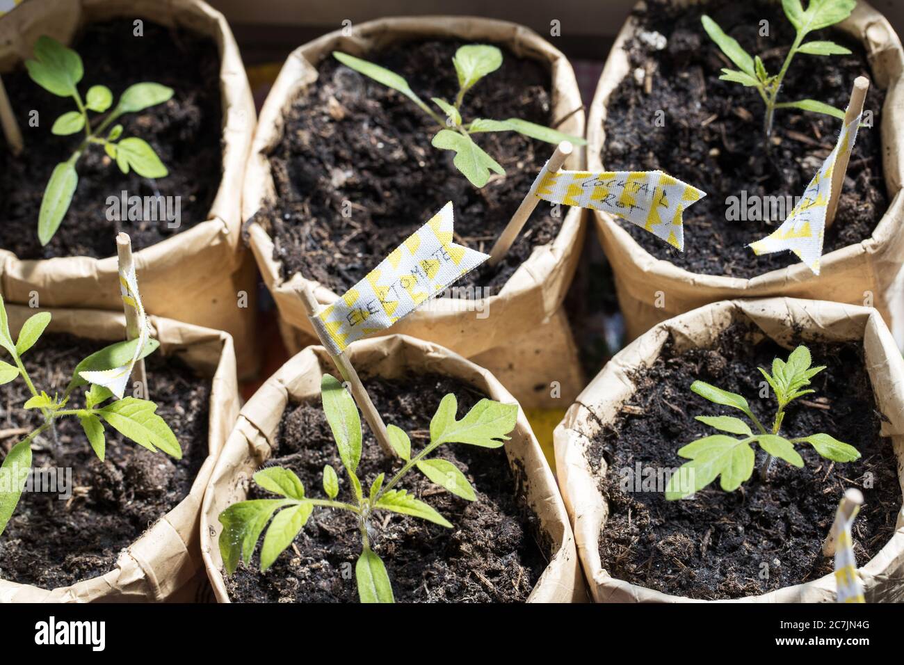 Homegrowing various tomato seedlings in DIY tetrapack plant pots Stock Photo