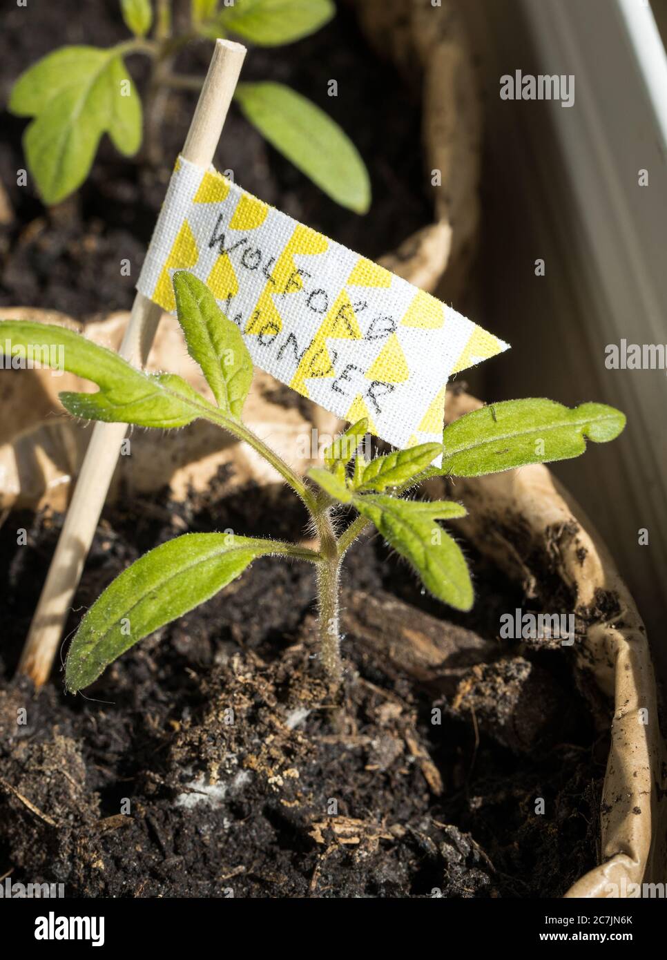 Homegrowing various tomato seedlings in DIY tetrapack plant pots Stock Photo