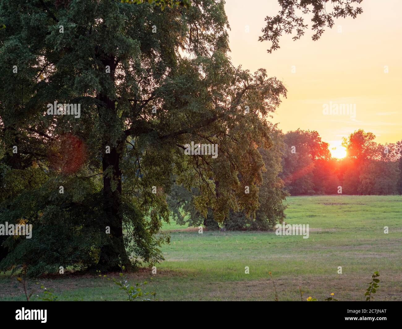 Sunset in Muskauer Park, UNESCO World Heritage Site, Bad Muskau, Upper Lusatia, Saxony, Germany Stock Photo