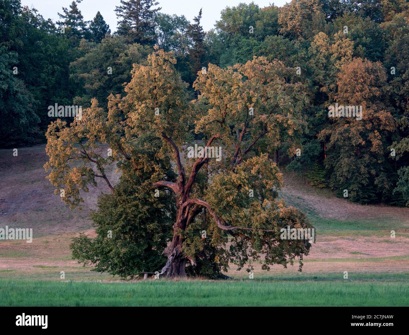 Muskauer Park, old tree, UNESCO World Heritage Site, Bad Muskau, Upper Lusatia, Saxony, Germany Stock Photo