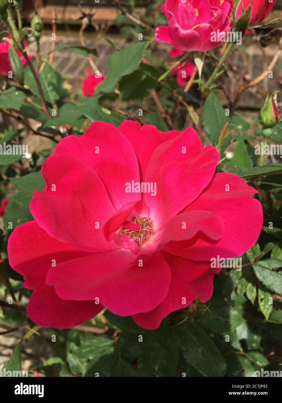 Vertical closeup shot of beautiful pink roses in the middle of a garden ...