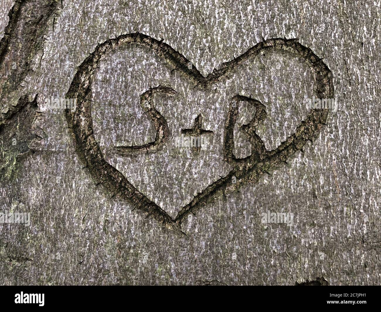 High angle shot of a heart symbol carved on a tree Stock Photo