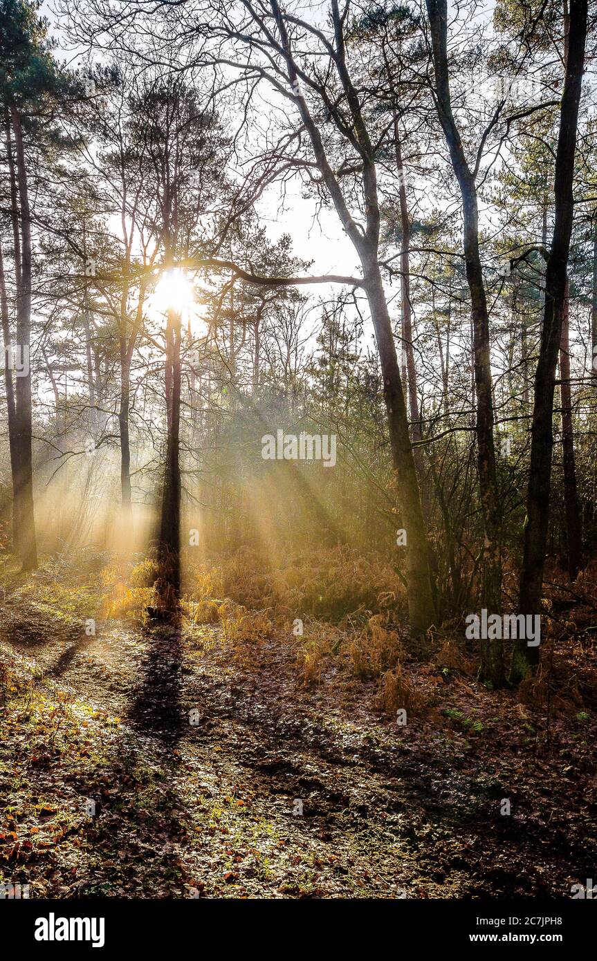 Vertical shot of a pathway in the forest near trees with the sun ...