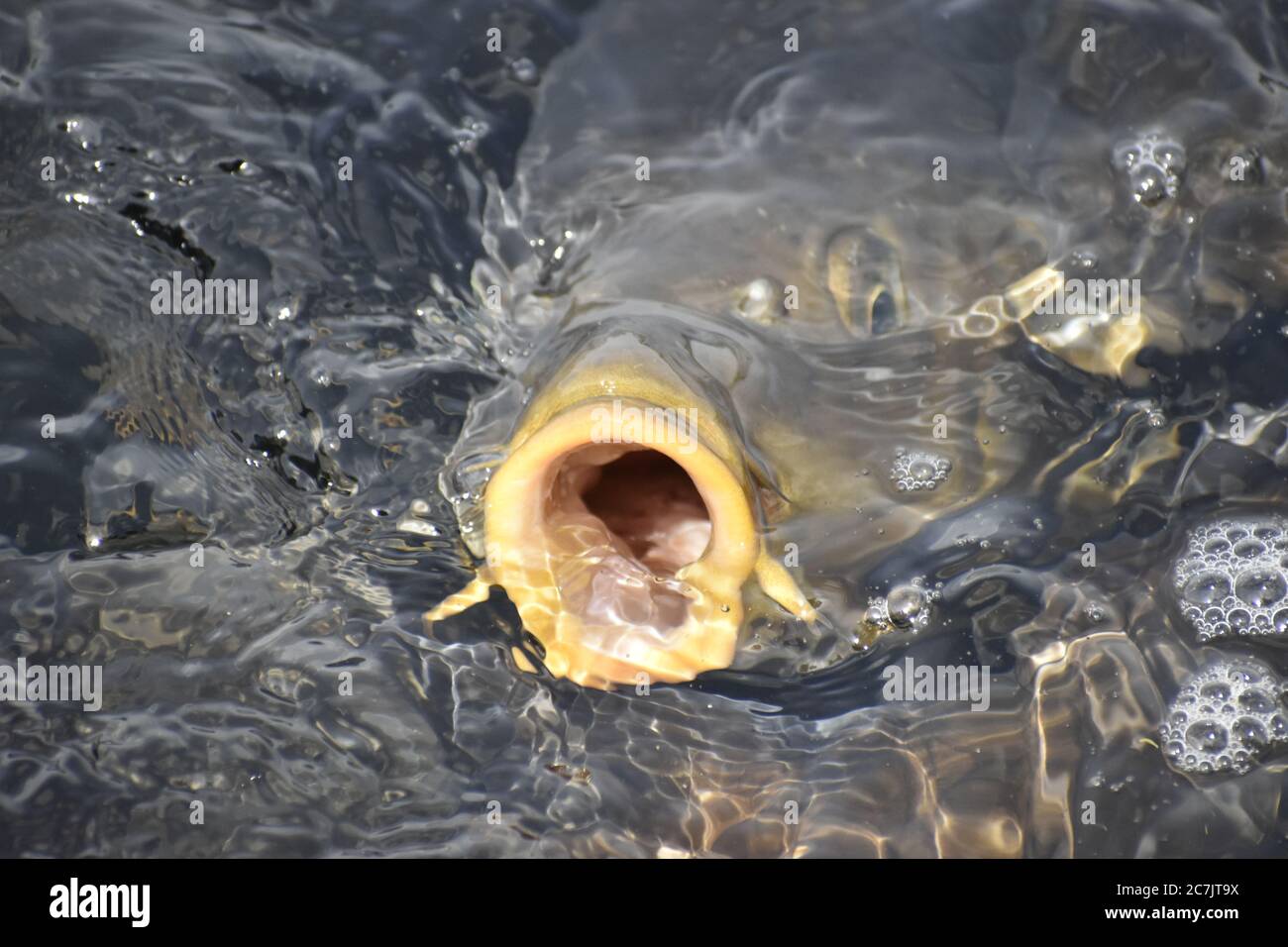 A beautiful closeup photograph of Fish in a Lake at Jammu India. Stock Photo
