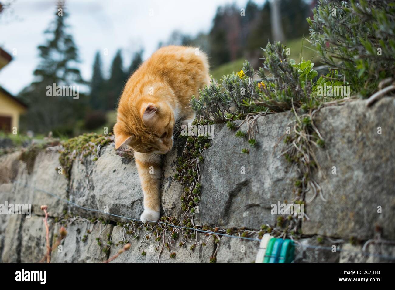 Orange domestic cat on a stone wall playing with a laundry cable on a ...