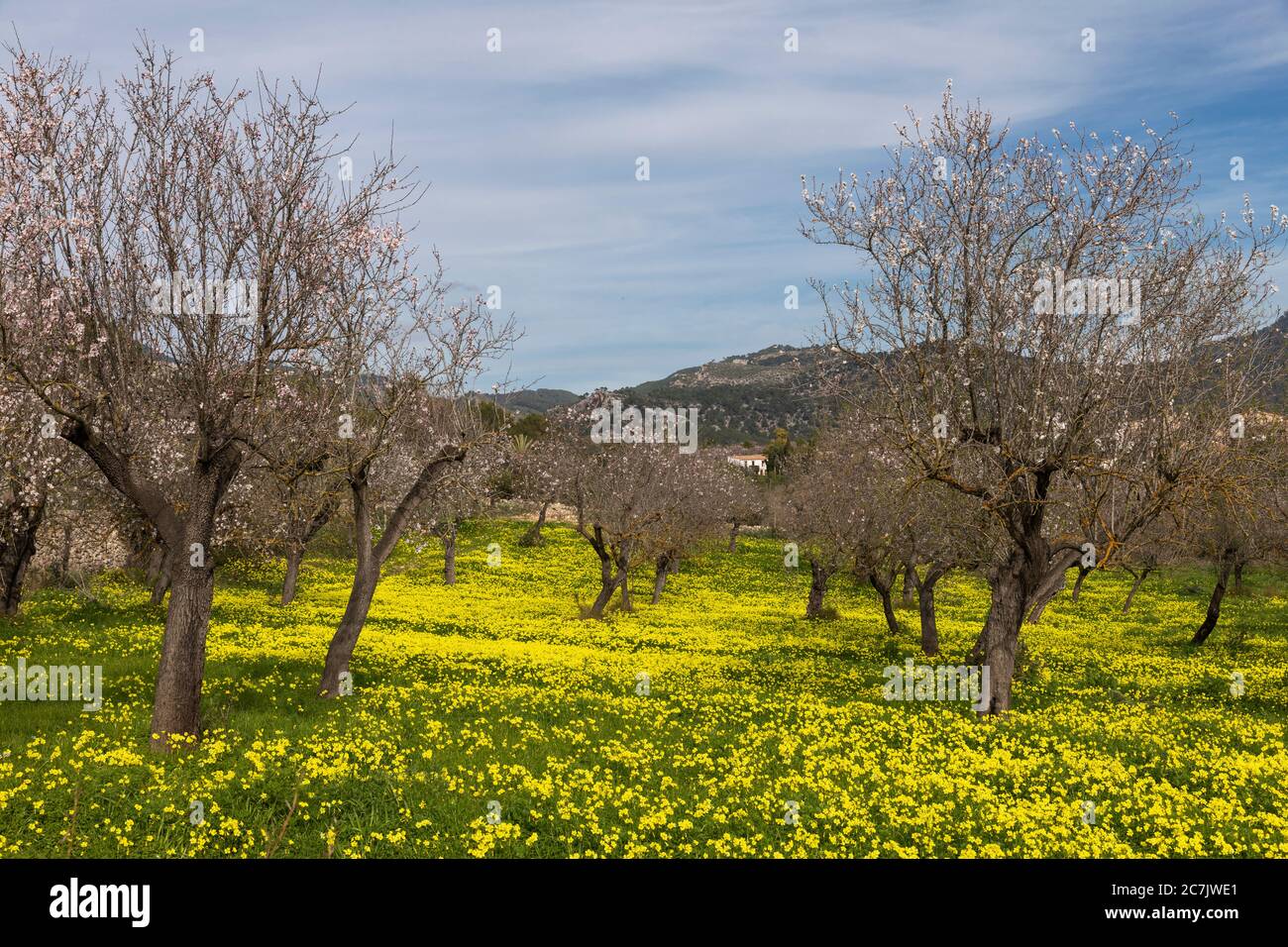 Almond blossom at Es Capdellà, Mallorca Island Stock Photo Alamy