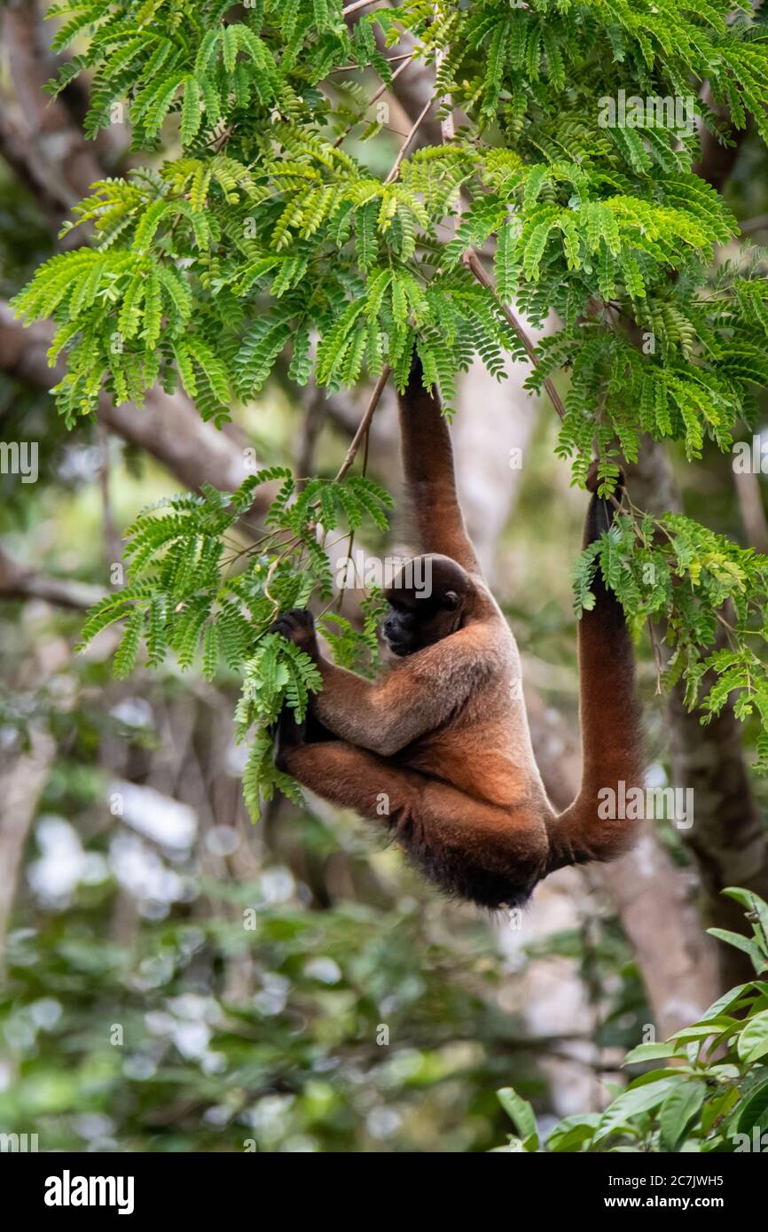 Brown woolly monkey (Lagothrix lagotricha) in the Peruvian Amazon Stock Photo