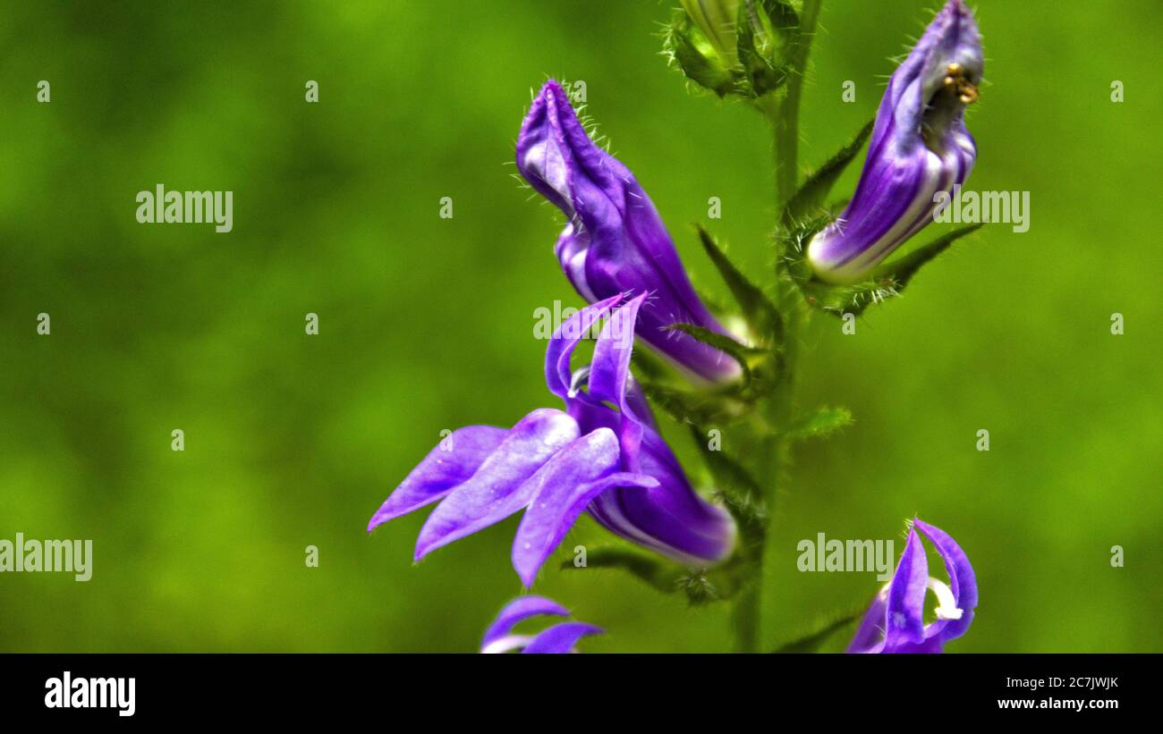 Closeup shot of a purple-petaled bellflower on a blurred background Stock Photo