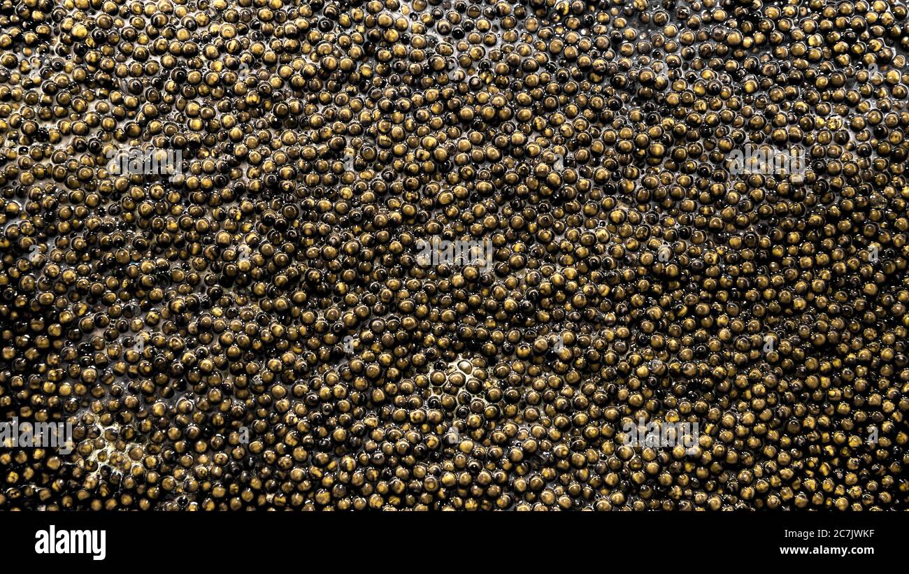 Background of Russian black caviar. Stock Photo