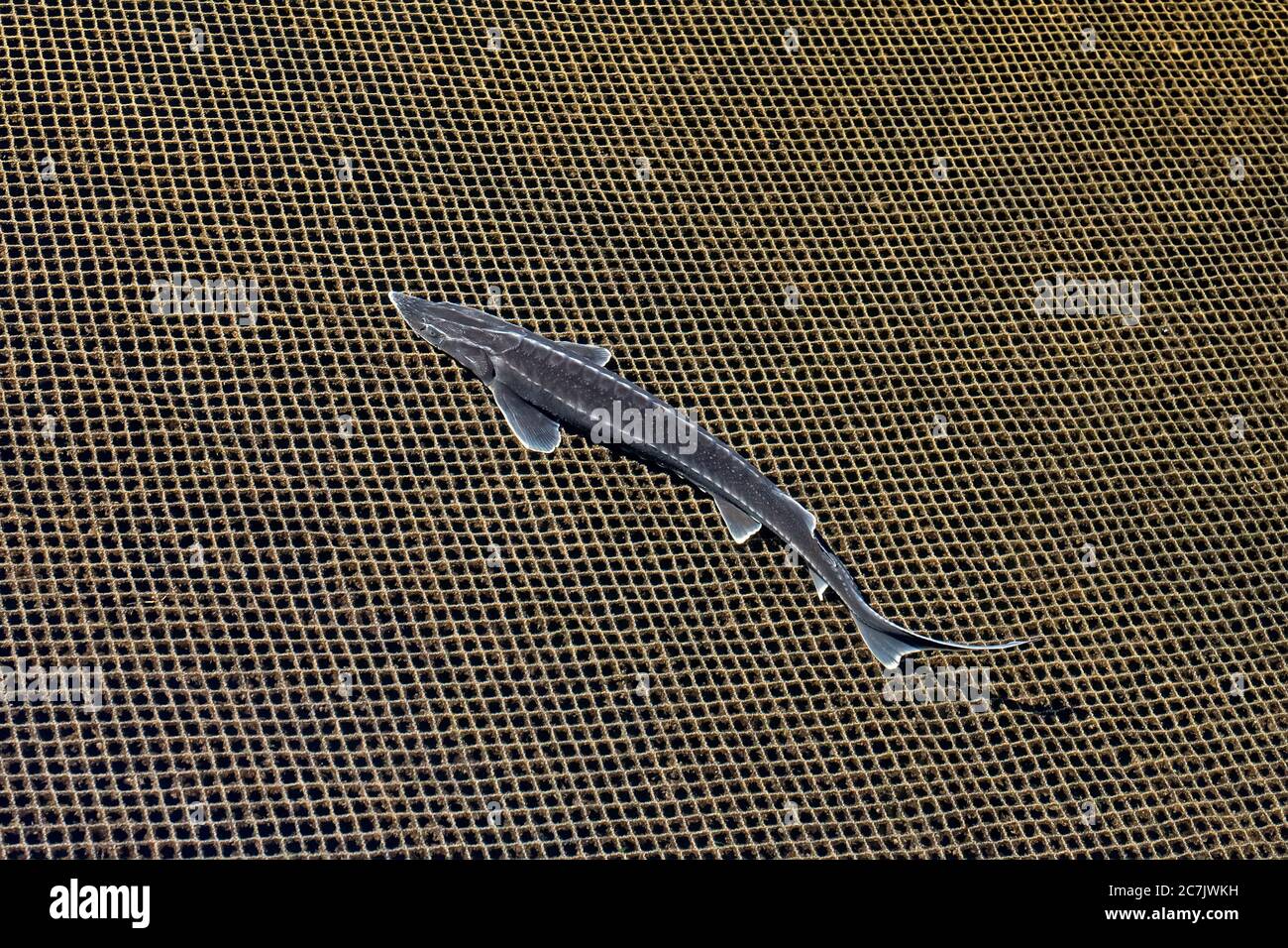 Gozal va juda shahvoniy sorish Dick