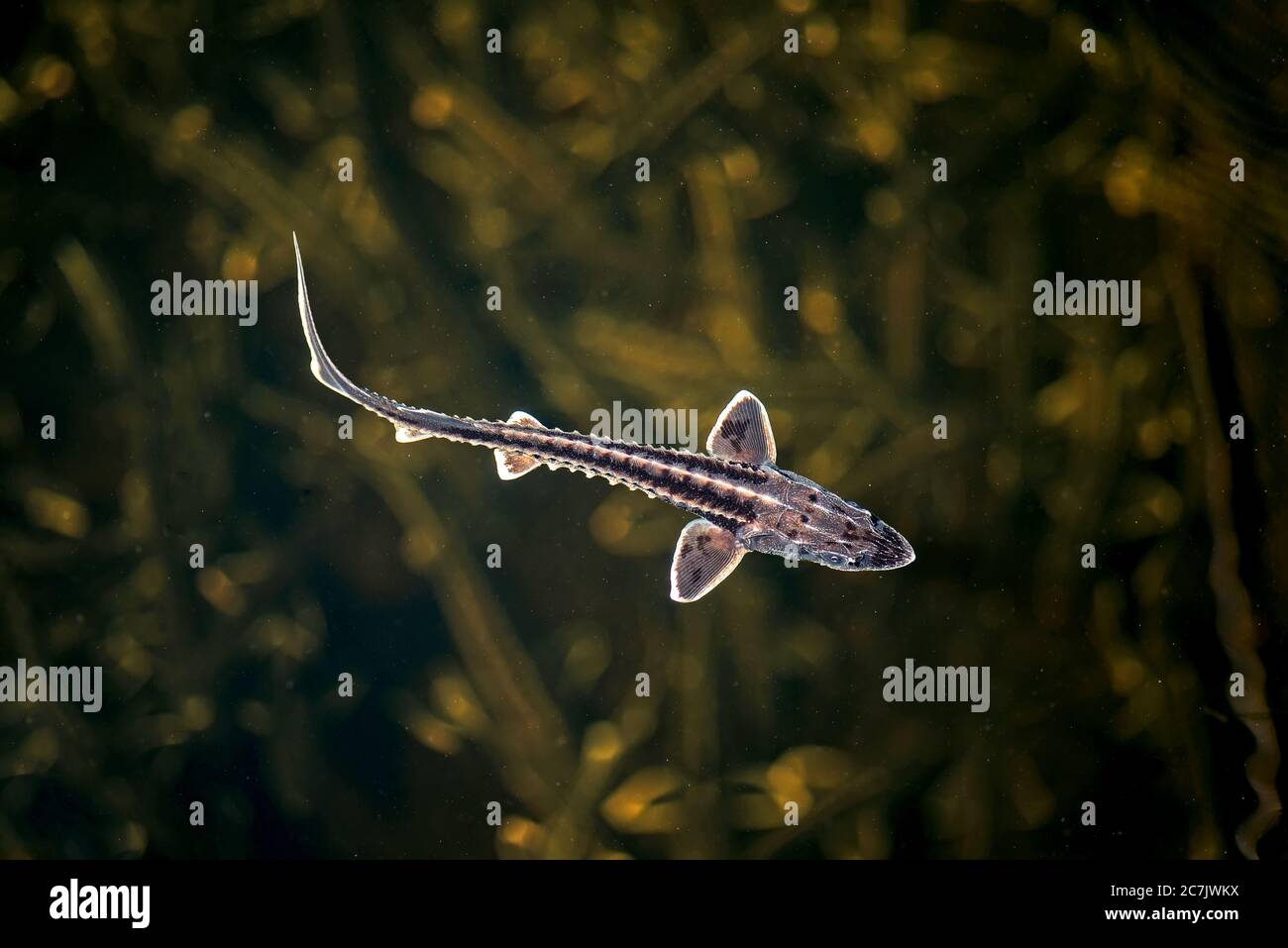 Young Russian sturgeon swimming in their natural habitat - the river Volga. Stock Photo