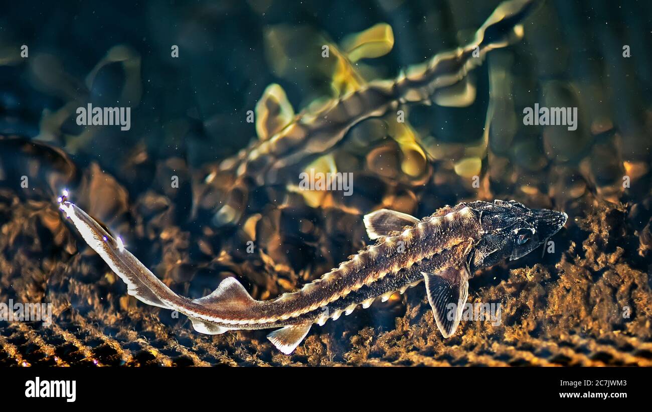 Two young Russian sturgeon in the Volga River wildlife. Stock Photo
