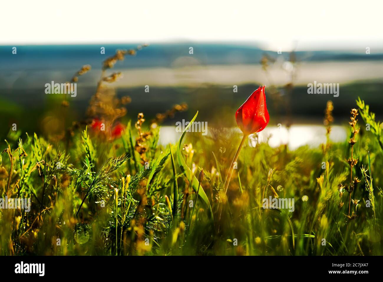 Scarlet Tulip on the shore of the salt lake Elton in the Volgograd region of Russia in the early spring. Stock Photo