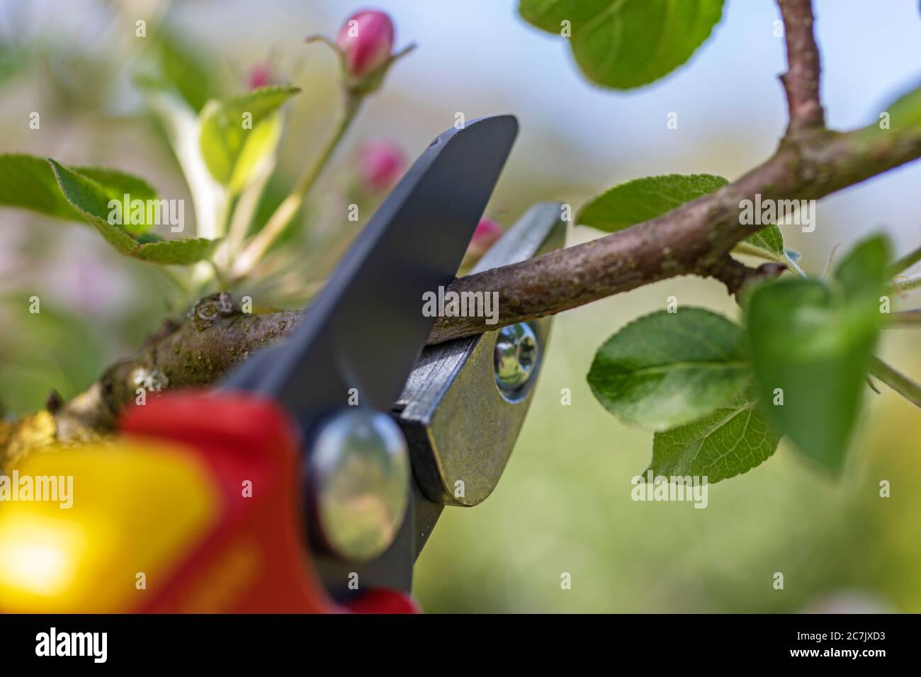 Cutting apple tree, intermediate cut, anvil pruning shears from 'Wolf Garten RS 4000', detail, cutting blade, garden, Wilhelmshaven, Stock Photo