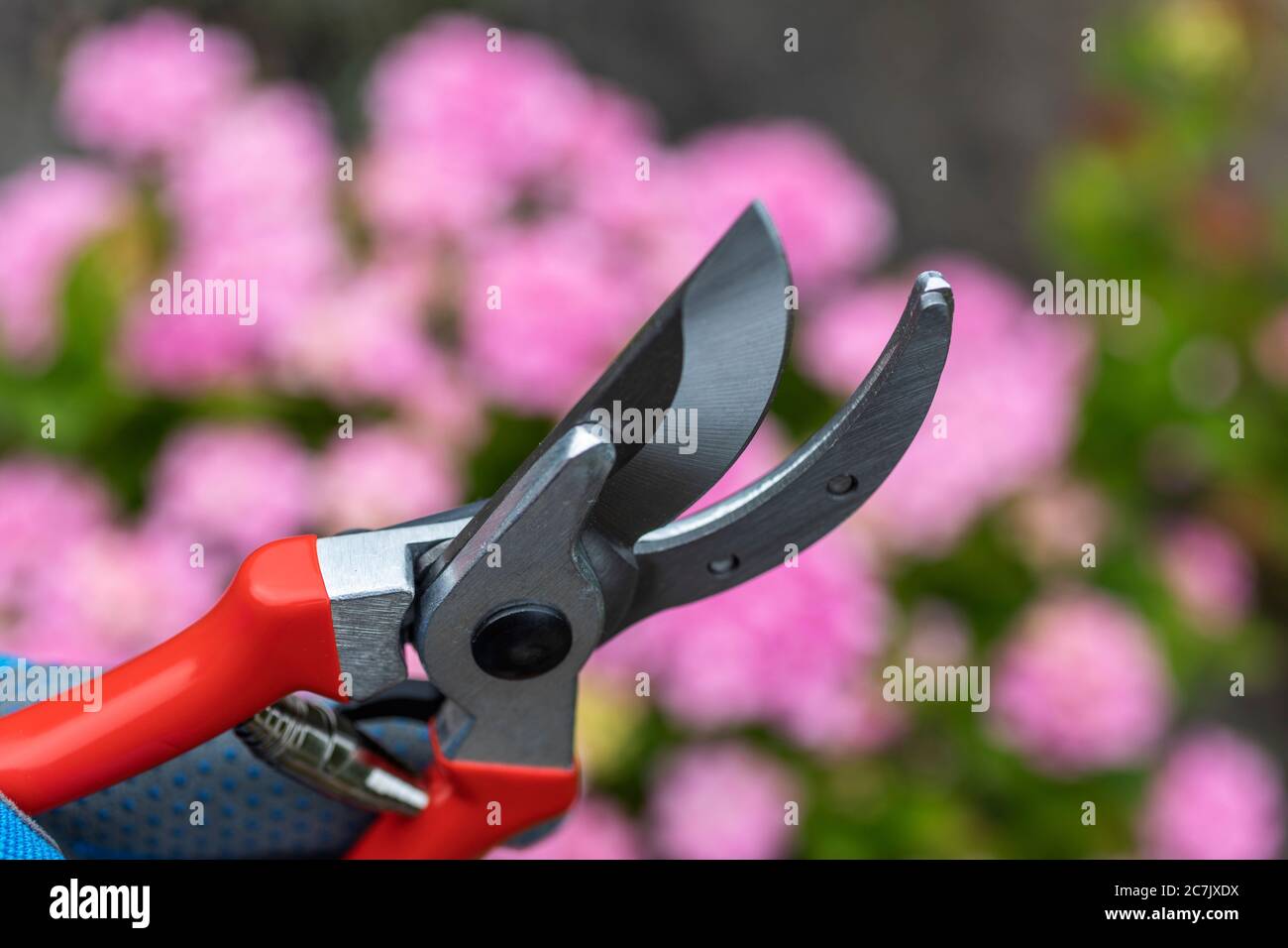 Man's hand with gardening glove holds bypass secateurs, background hydrangeas, garden, Wilhelmshaven, Stock Photo