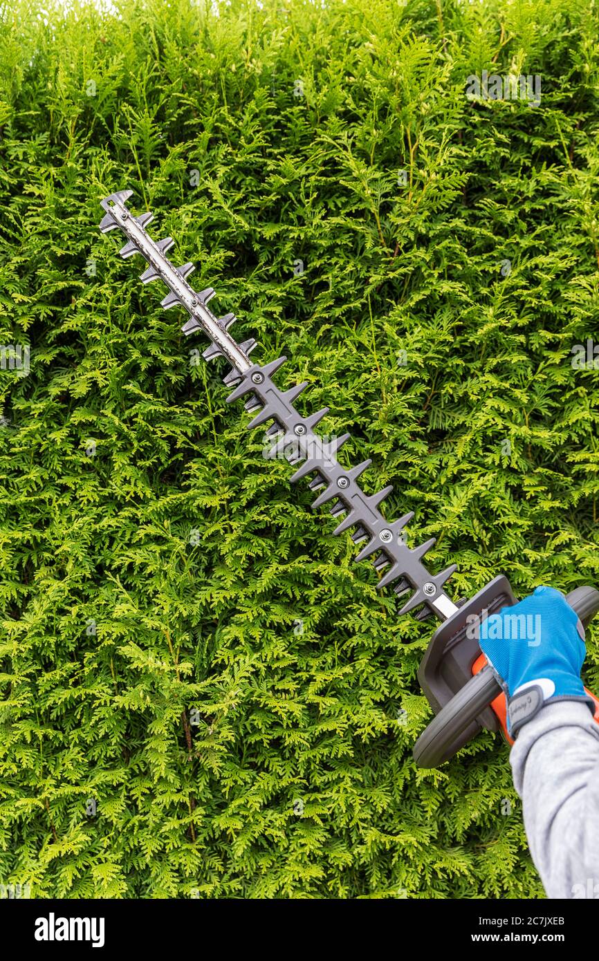 Woman cuts a thuja hedge with cordless hedge trimmers, detail, garden, Wilhelmshaven, Stock Photo
