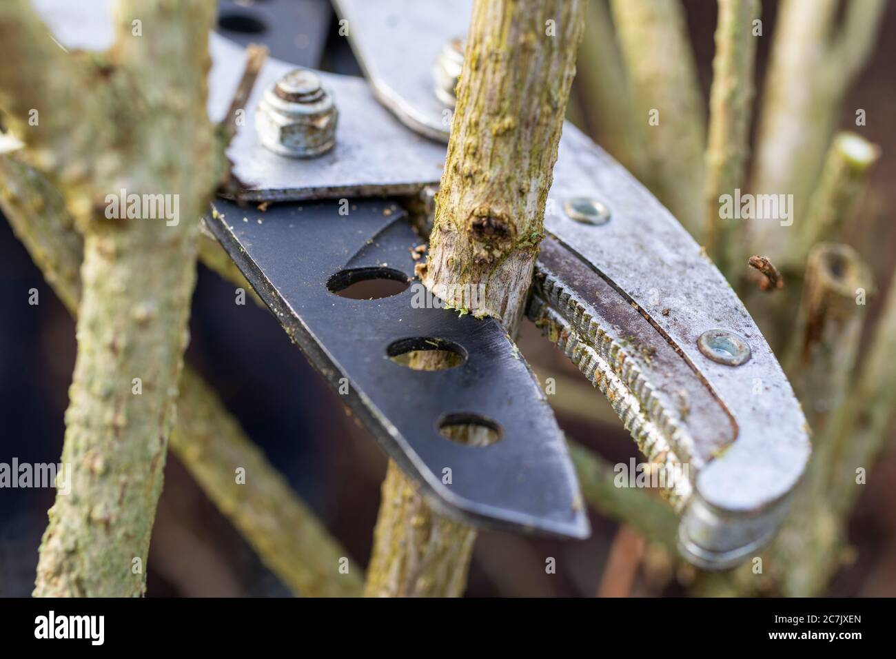 Yellowwood dogwood, pruning, anvil pruning shears, detail, cutting blade, shrub cut, garden, Wilhelmshaven, Stock Photo
