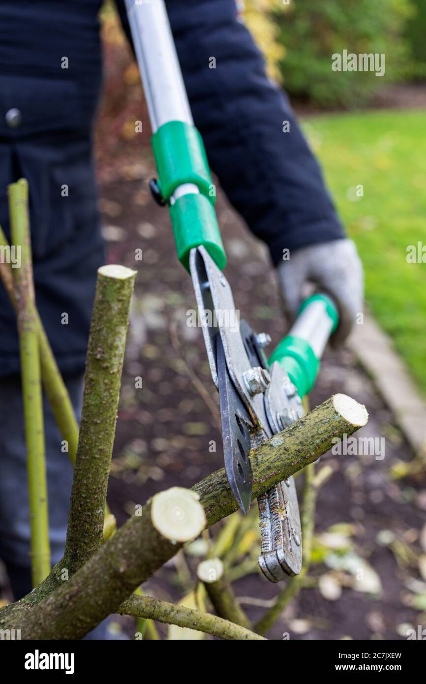 Yellowwood dogwood, pruning, anvil pruning shears, cutting blade, shrub cut, garden, Wilhelmshaven, Stock Photo