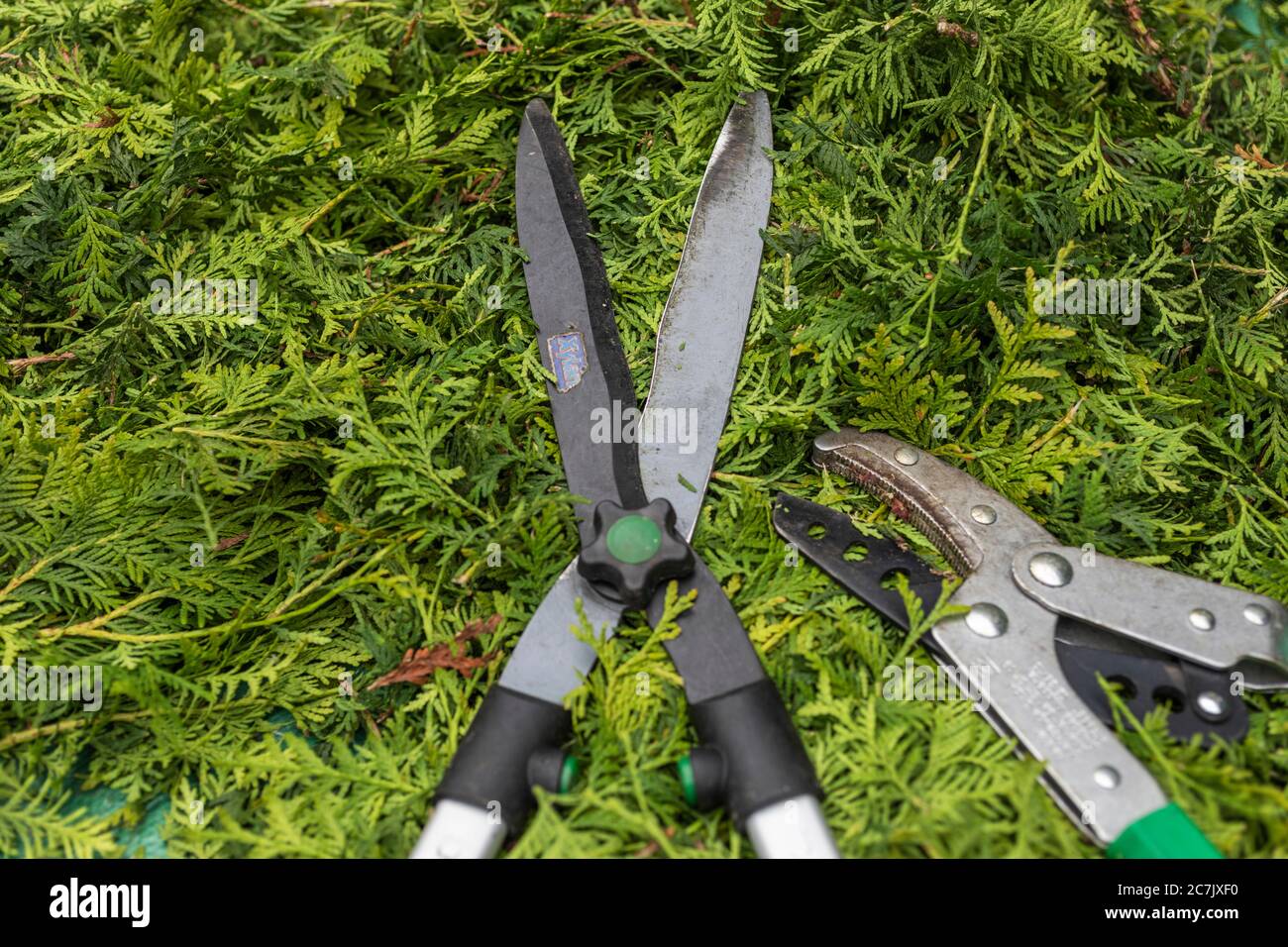 Thuja clippings, anvil pruning shears, hedge trimmers, garden, Wilhelmshaven, Stock Photo