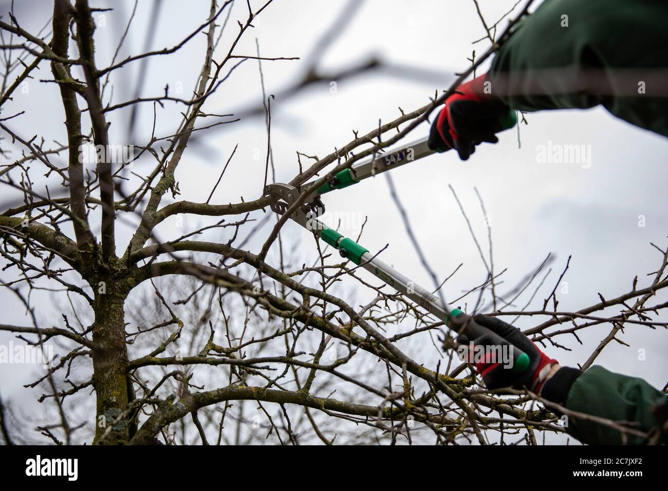 Apple tree, pruning, anvil pruner, tree pruning, garden, Wilhelmshaven, Stock Photo