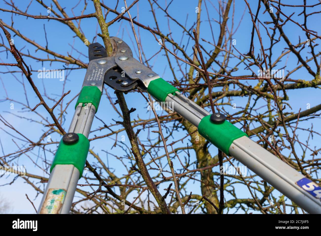Apple tree, pruning, anvil scissors, cutting blade, tree pruning, garden, Wilhelmshaven, Stock Photo