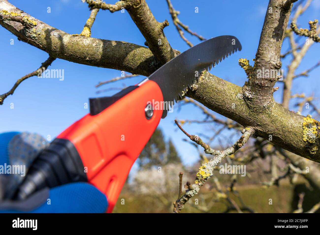 Apple tree pruning saw hi-res stock photography and images - Alamy