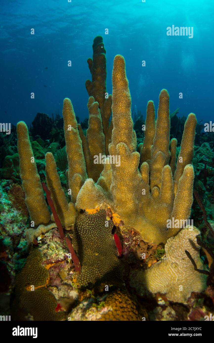 Colorful corals, sponges and sea fans in caribbean sea with sun