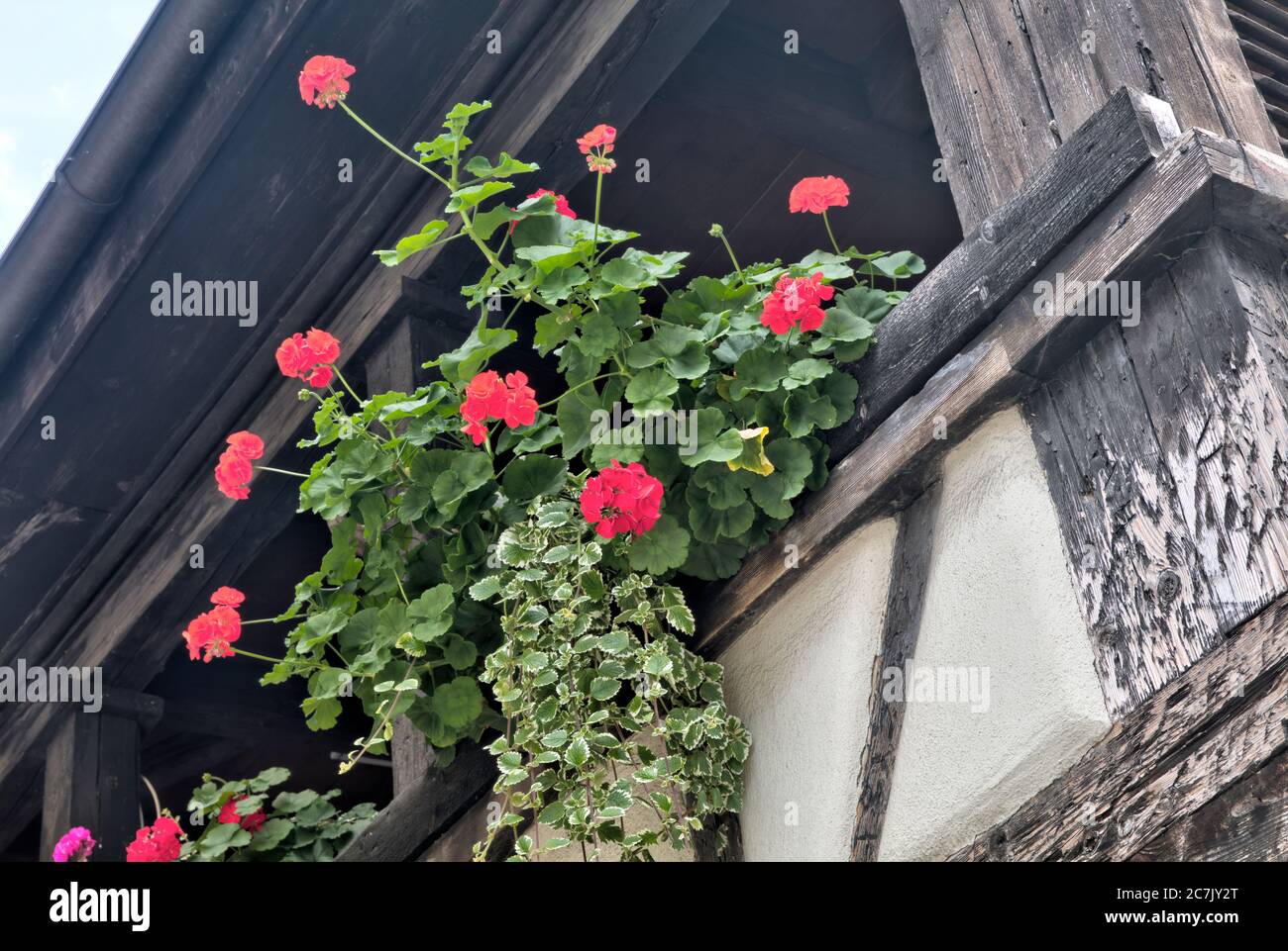 House facade, Flower arrangement, idyll, Blaubeuren, Alb-Donau-Kreis, Swabian Alb, Baden-Württemberg, Germany Stock Photo