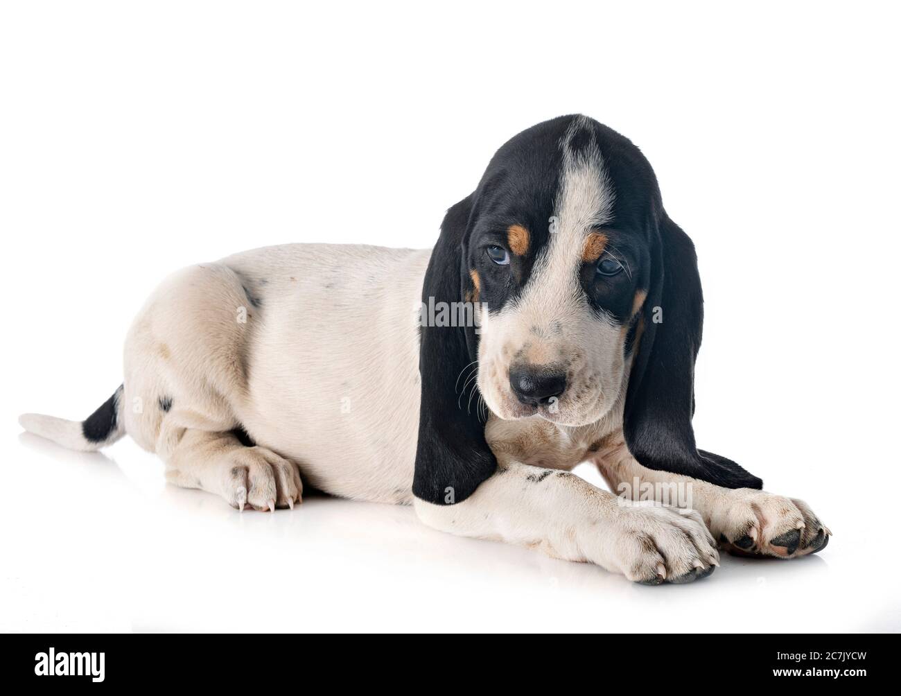 puppy bernese Schweizer Laufhund in front of white background Stock Photo