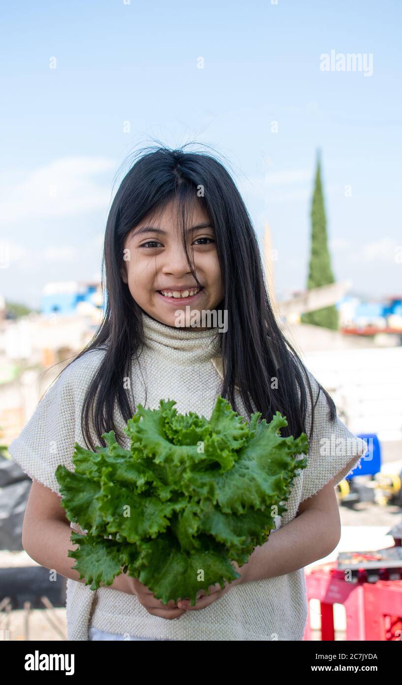 Lettuce growing with tomatoes hires stock photography and images Alamy