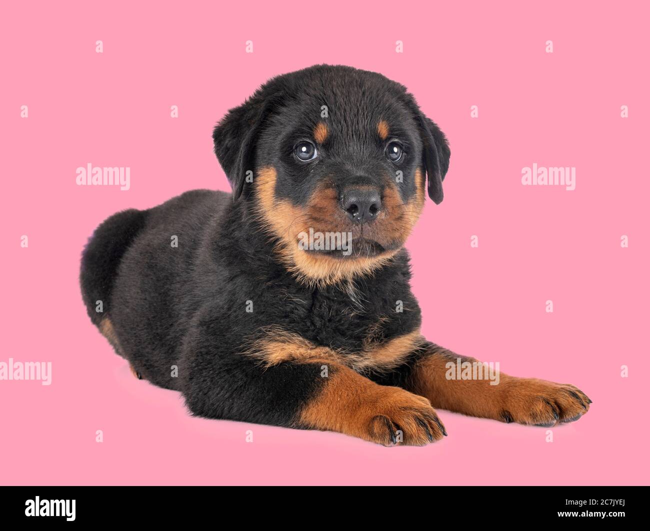 puppy rottweiler in front of pink background Stock Photo - Alamy