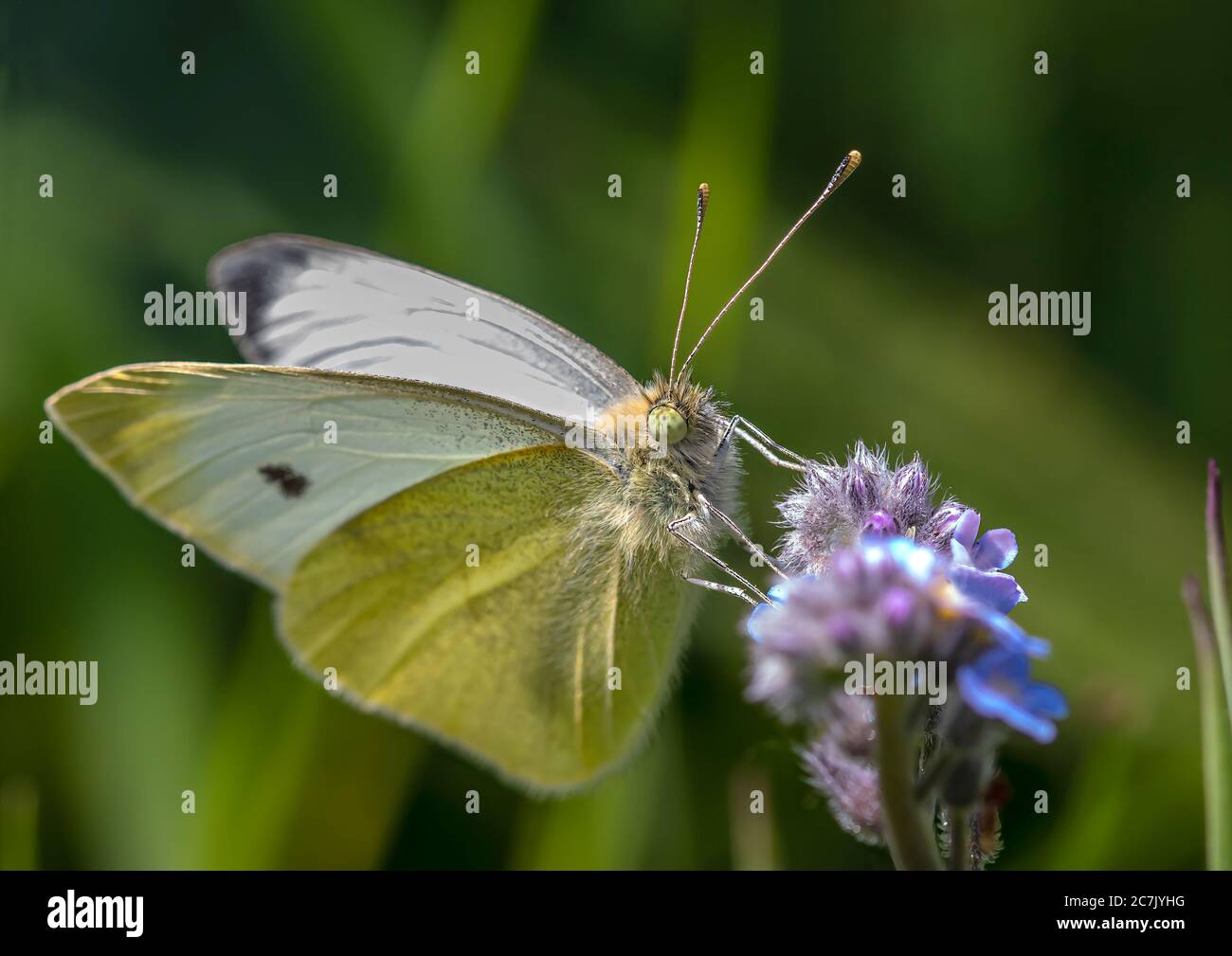 A Small cabbage white butterfly feeding on a forget me not flower Stock Photo