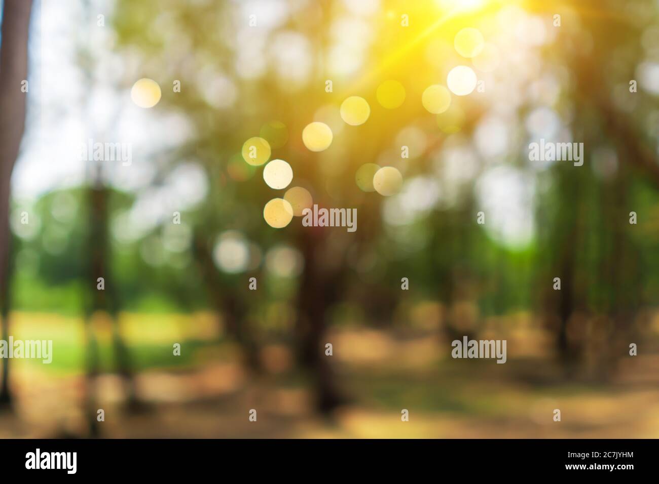 Blur nature bokeh green park by beach and tropical coconut trees in ...