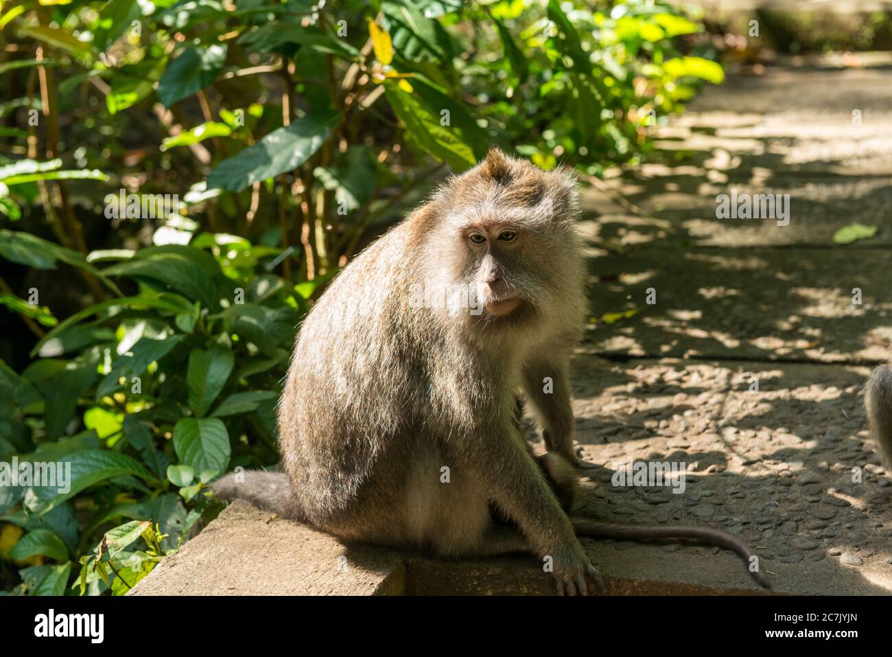 Monkeys in Ubud Bali Stock Photo
