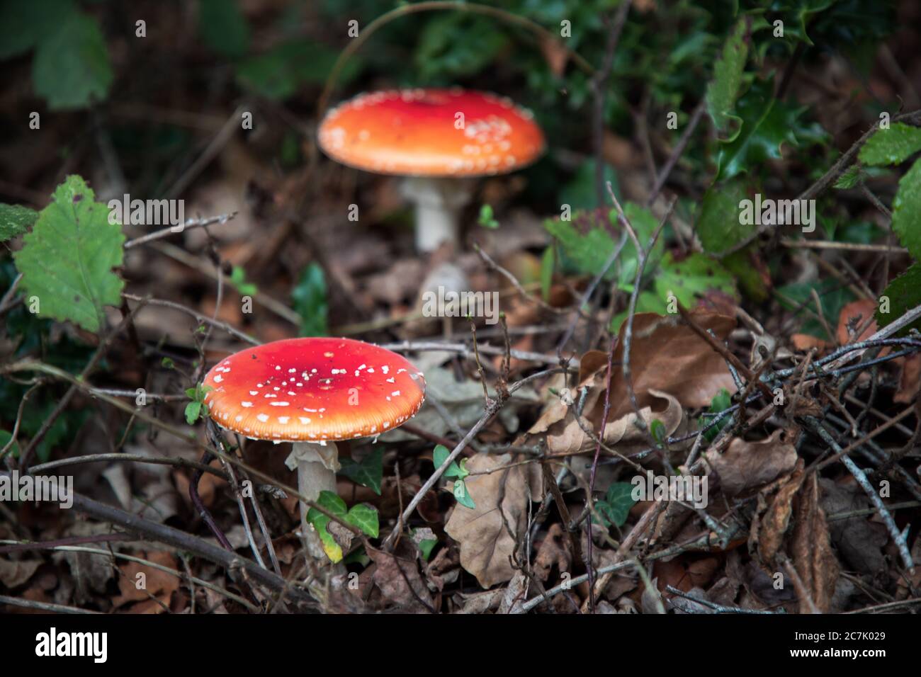 Selective focus shot of two Amanita Muscaria mushrooms in Thornecombe Woods, Dorchester, Dorset, UK Stock Photo