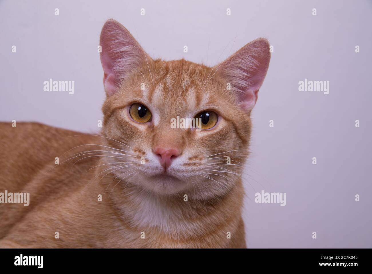Red tabby cat posing on camera Stock Photo - Alamy