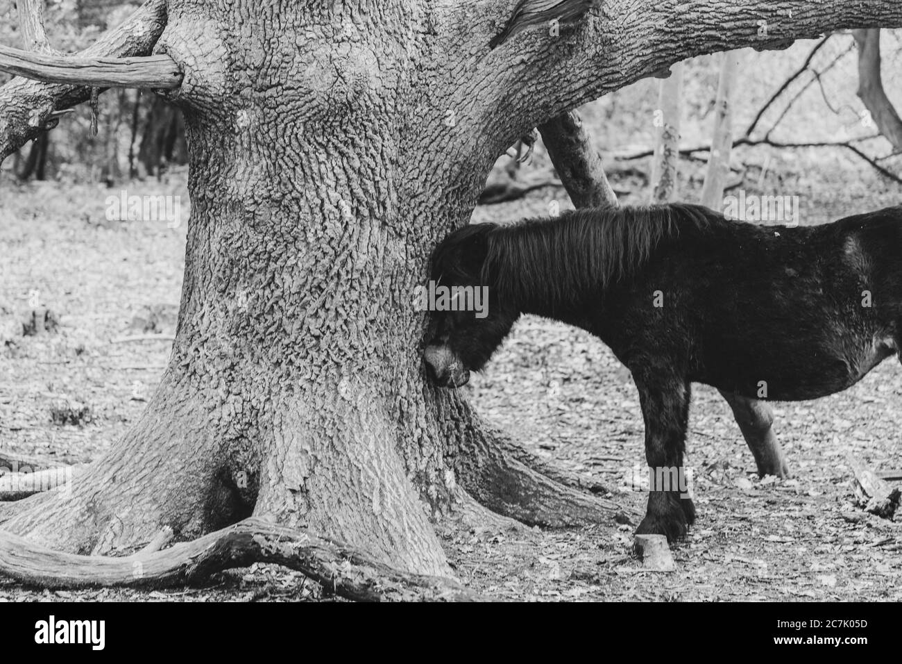 Greyscale shot of a dark horse scratching its head on a tree Stock Photo