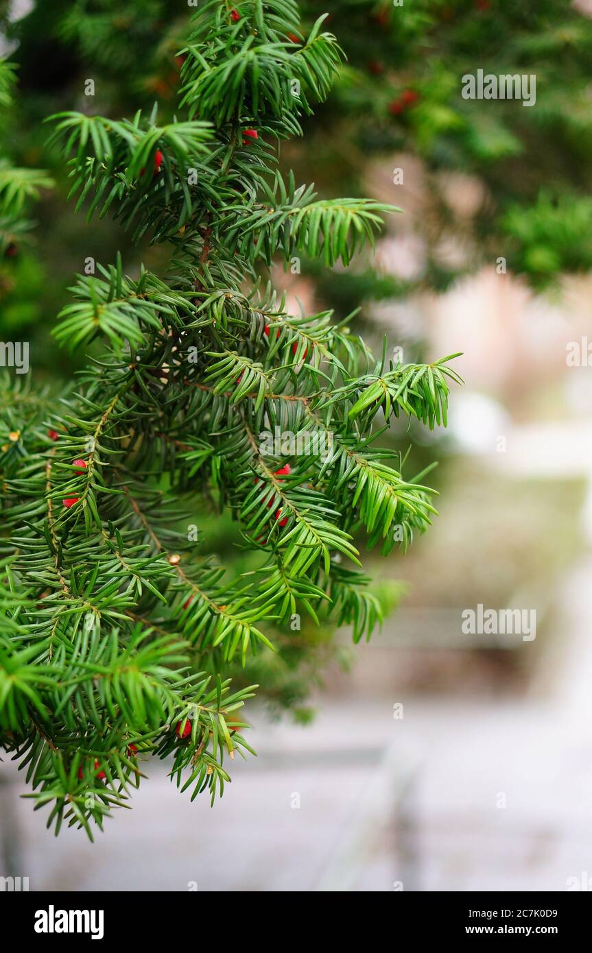 Vertical closeup shot of the leaves of a pinyon tree with red berries with a blurry background Stock Photo