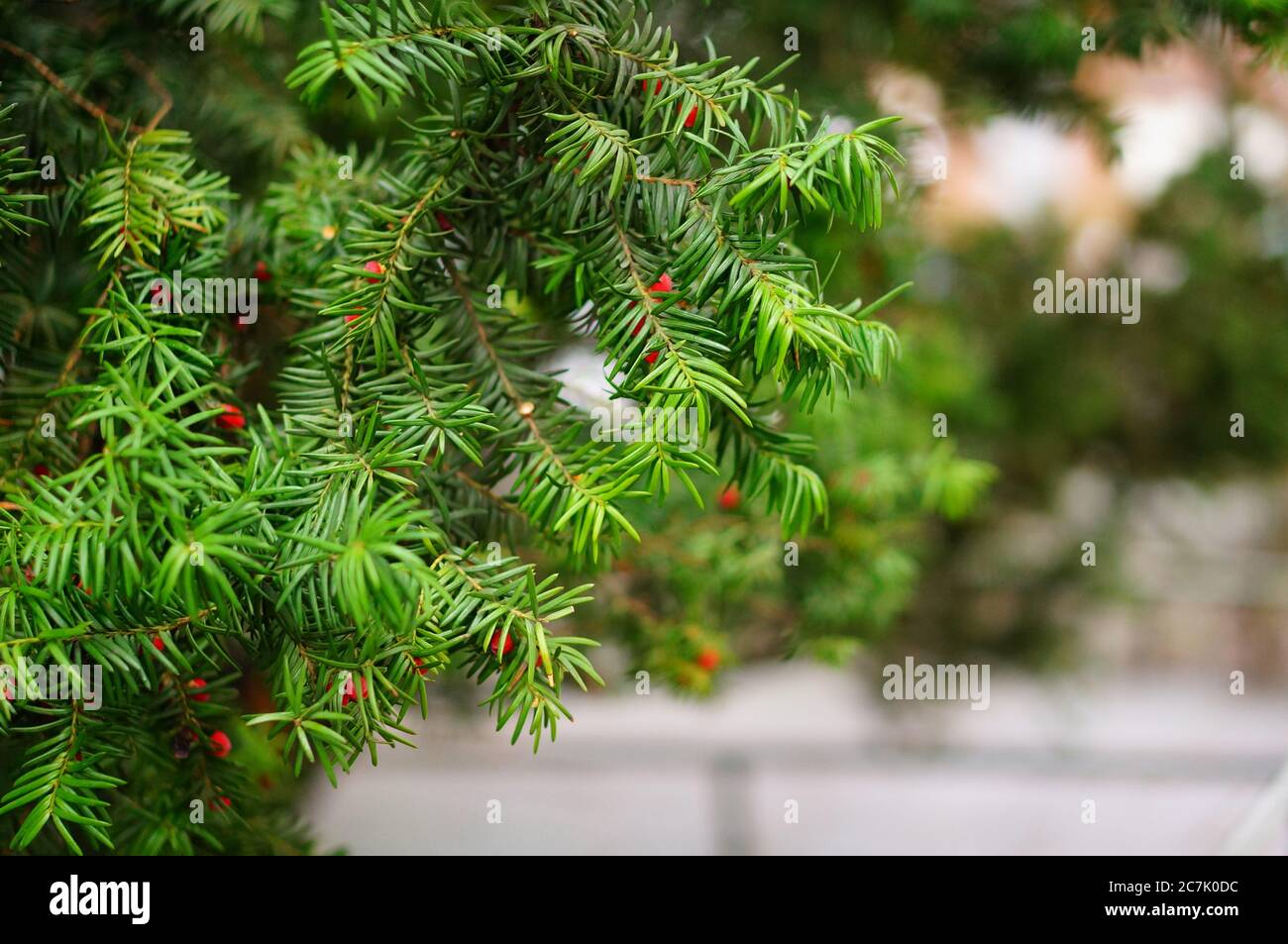 Closeup shot of the leaves of a pinyon tree with red berries with a blurry background Stock Photo