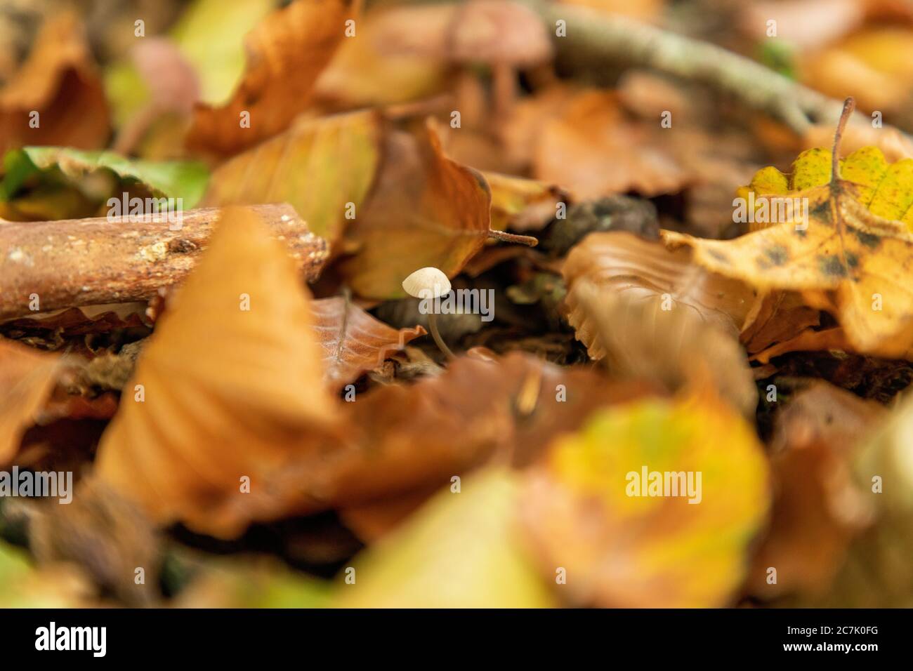 Selective focus shot of a small forest mushroom surrounded by yellow leaves Stock Photo