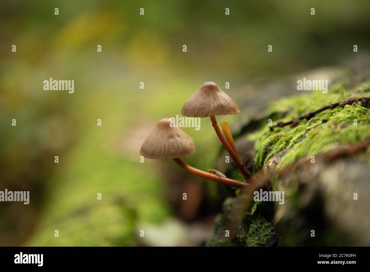 Selective focus shot of two Common Bonnet mushrooms inThornecombe Woods, Dorchester, Dorset, UK Stock Photo