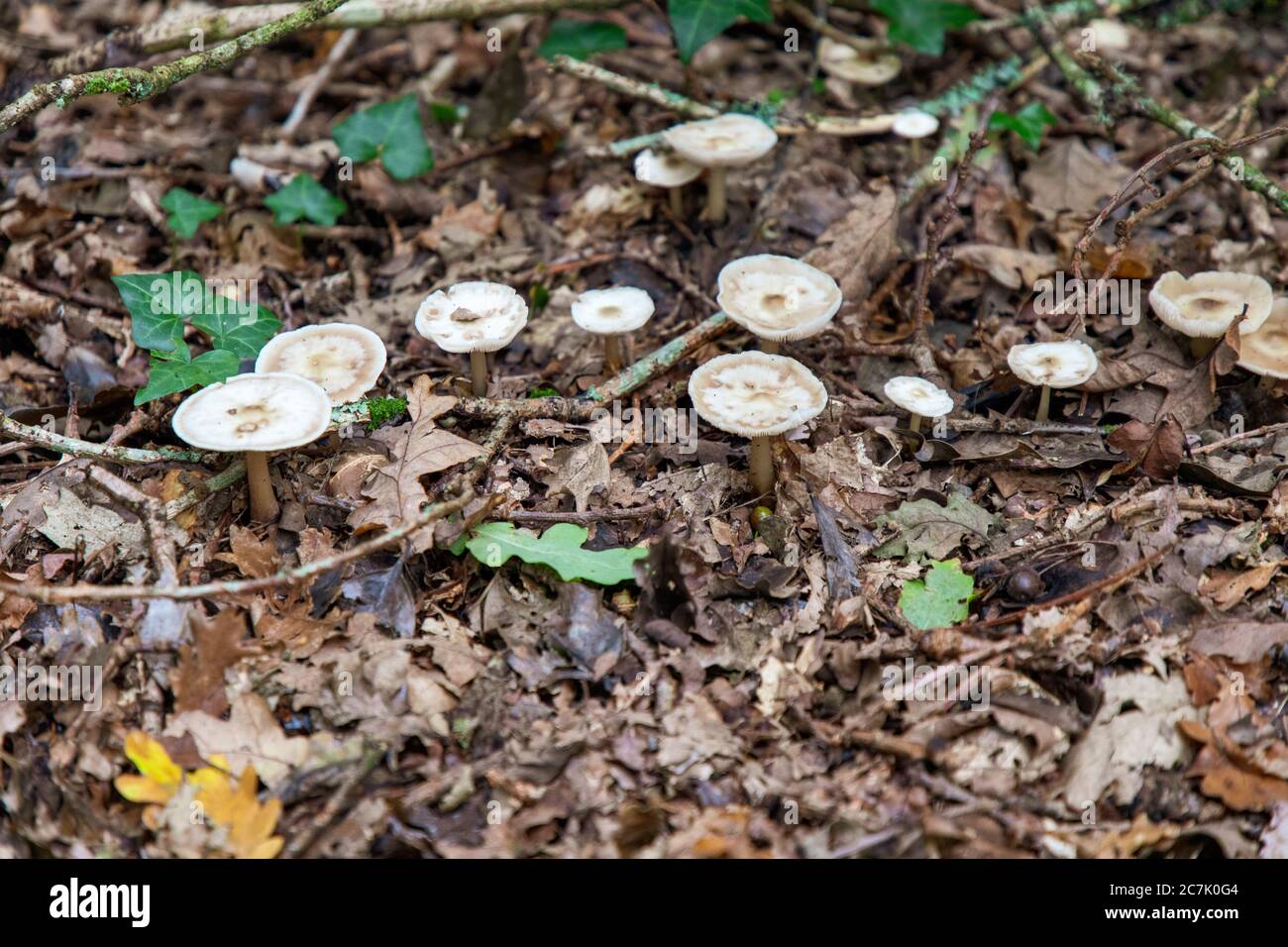 Selective focus shot of Clouded Funnel Mushrooms in Thornecombe Woods, Dorchester, Dorset, UK Stock Photo