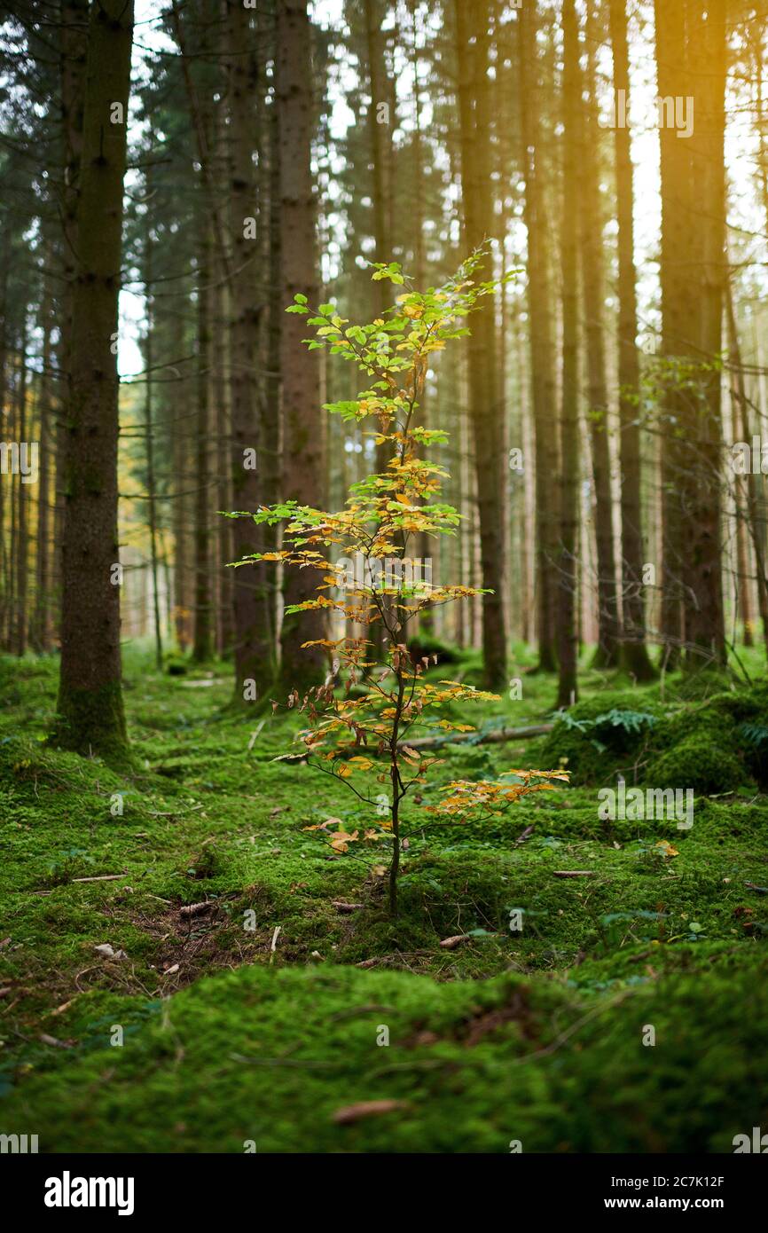 Single deciduous tree in the coniferous forest, autumn, green, yellow Stock Photo