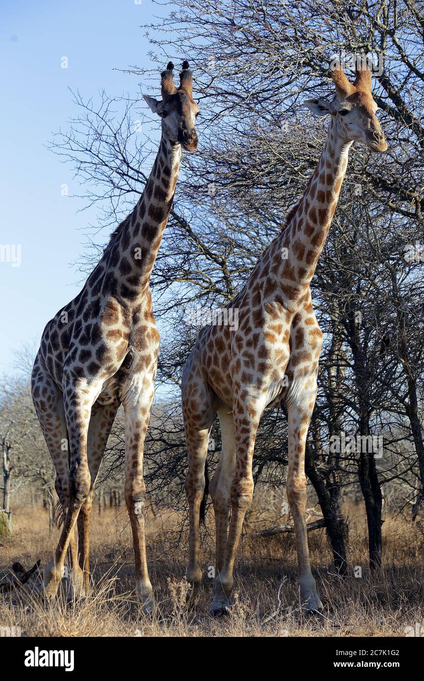 Giraffes, Giraffa camelopardalis, in Kruger National Park, South Africa ...