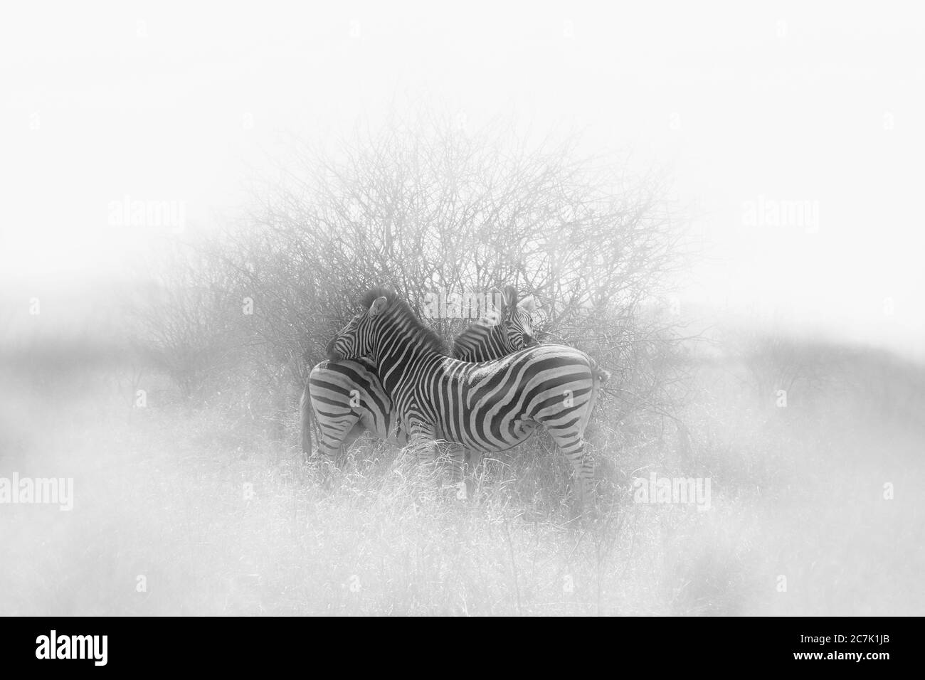 Burchell's zebra (Equus quagga burchellii) in Kruger National Park, Stock Photo