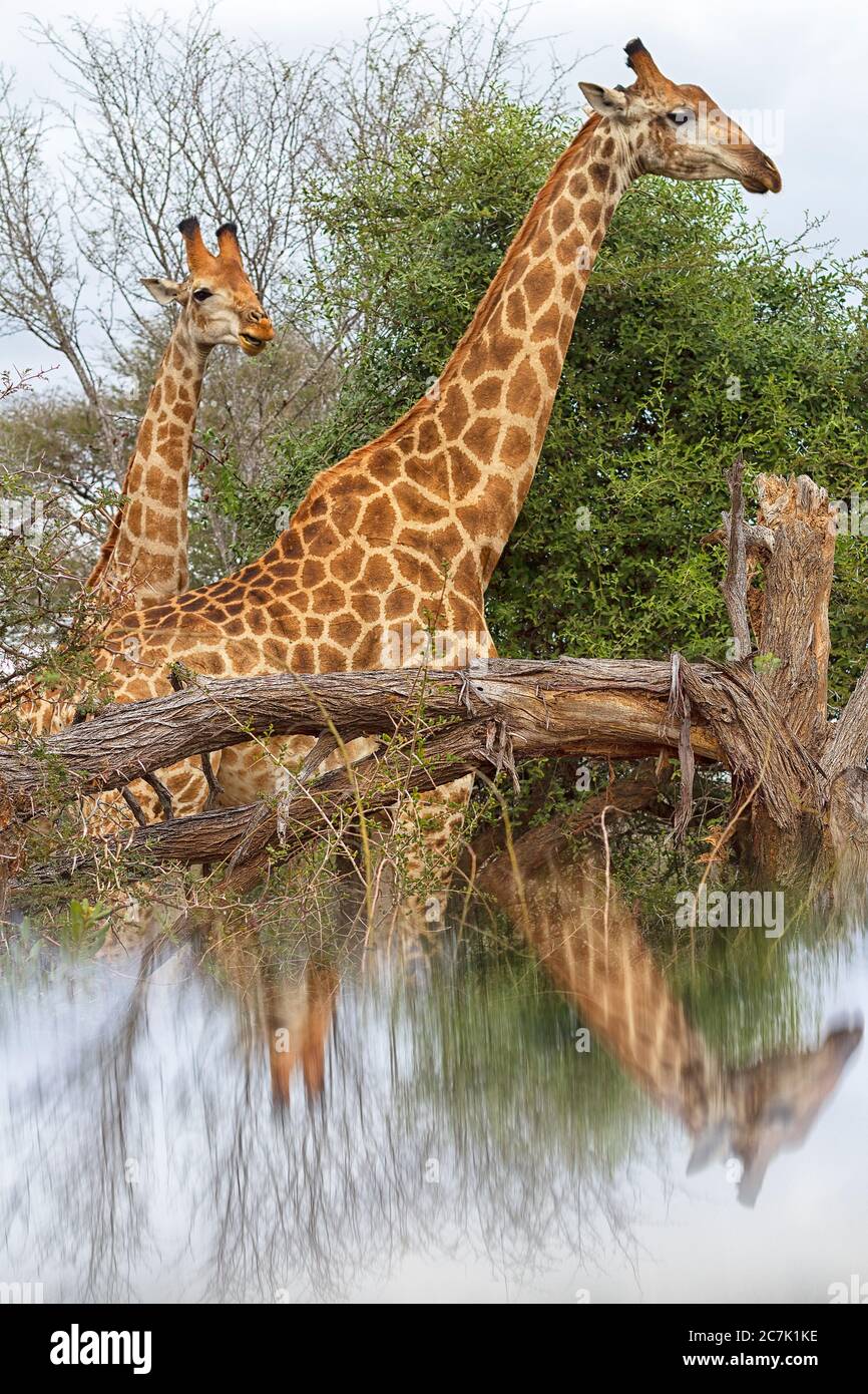 Giraffes, Giraffa camelopardalis, in Kruger National Park, South Africa, The giraffe is an African even-toed ungulate mammal, the tallest living terrestrial animal and the largest ruminant, Stock Photo