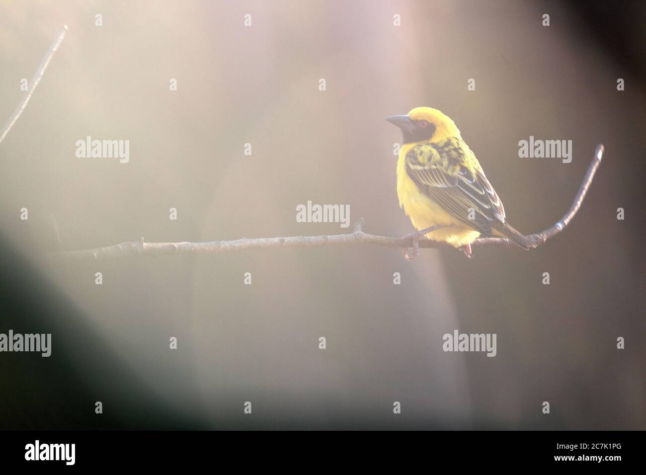 Beautiful tiny and colorful bird in the nature habitat, wild africa, african wilderness, beauty for birdwatchers Stock Photo