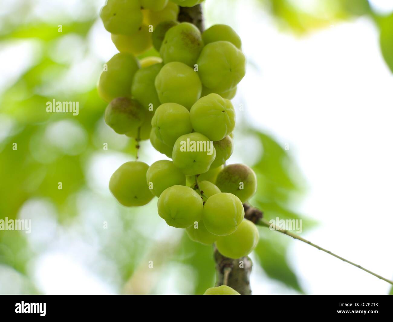 Phyllanthus acidus, known as the Otaheite gooseberry, Malay gooseberry, Tahitian gooseberry, country gooseberry, star gooseberry, starberry, arbari, Stock Photo